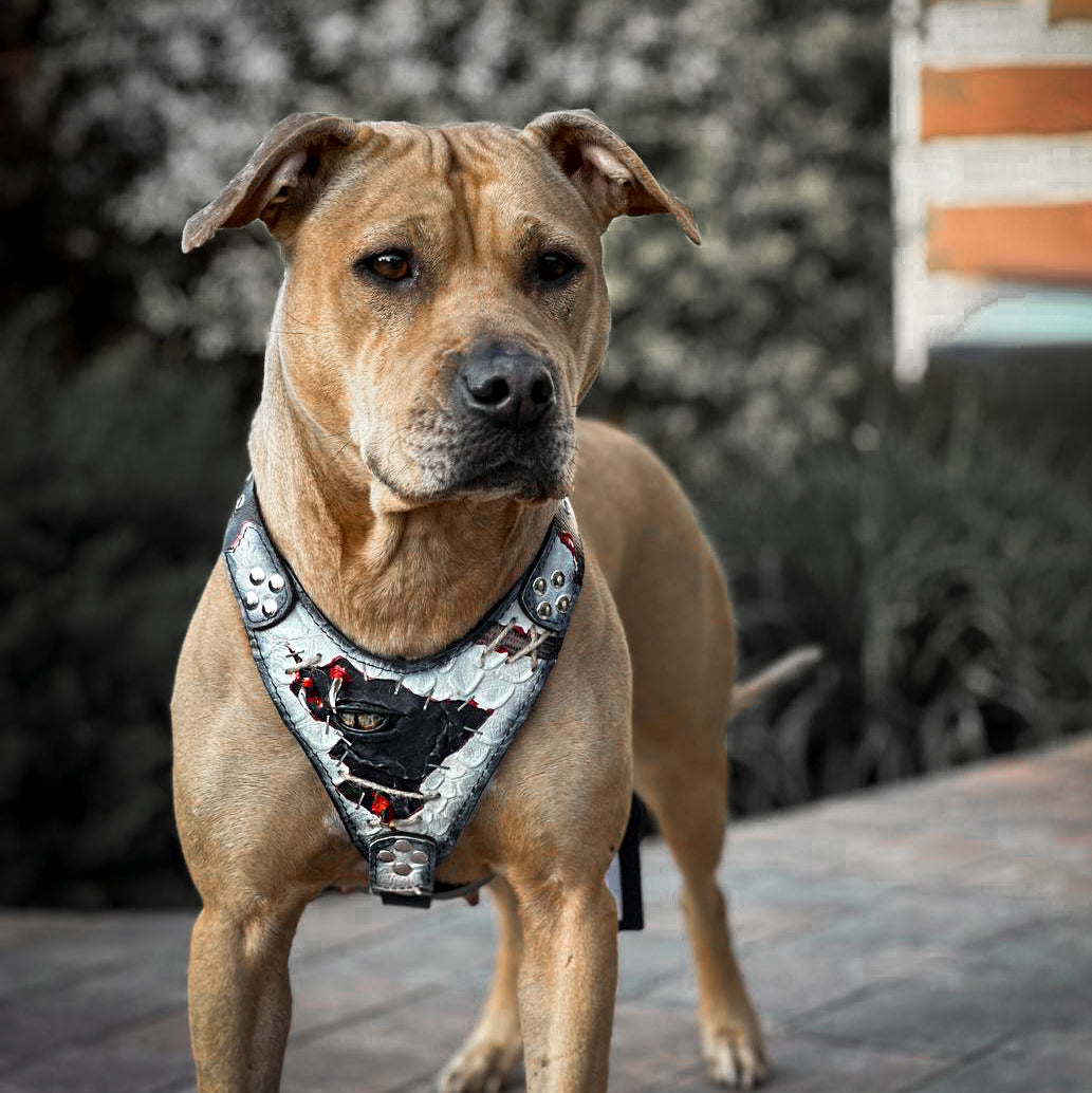 Bestia Dragon's Eye Leather Dog Harness – Limited Edition