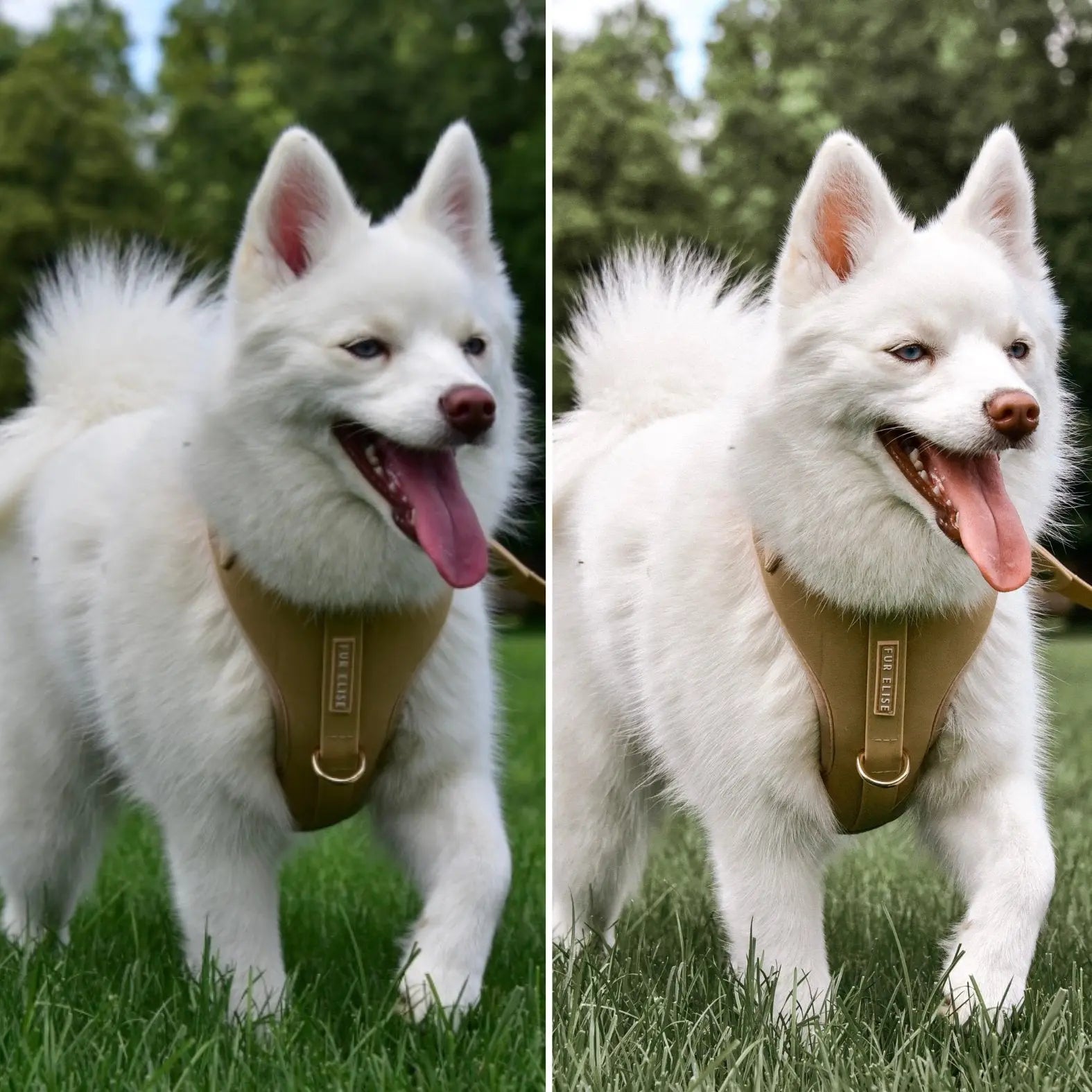 Dreamy Presets - K9 Outdoors