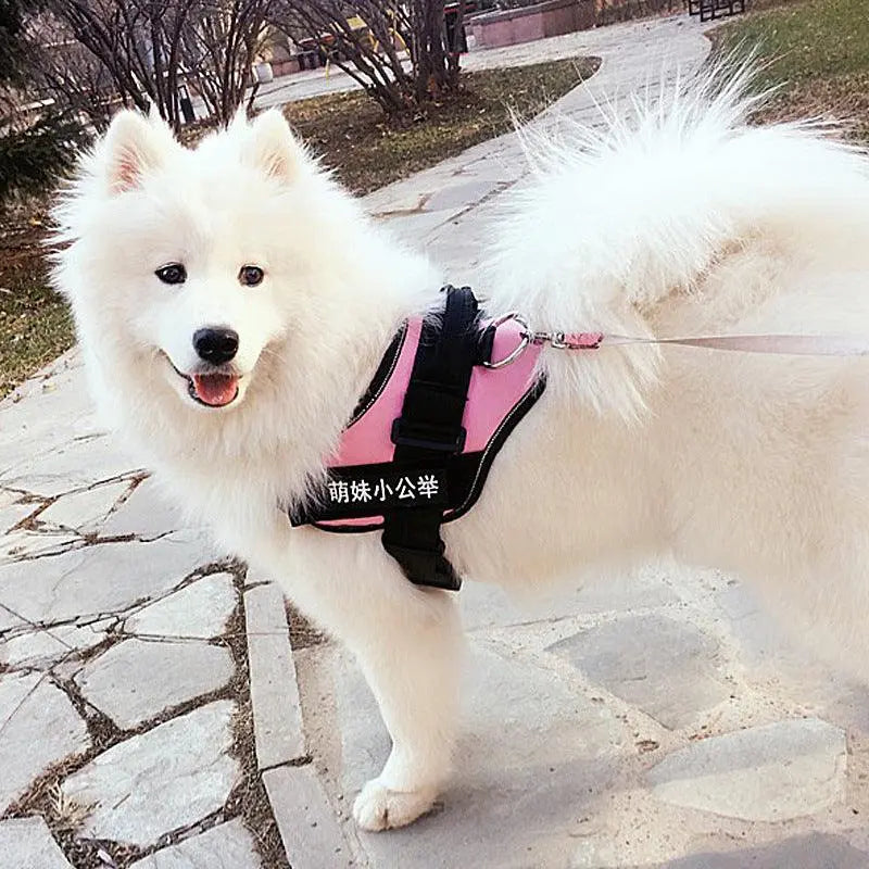 Ultimate Pet Adventure Set: Adjustable Chest Harness With Dog Leash Dog Hugs Cat