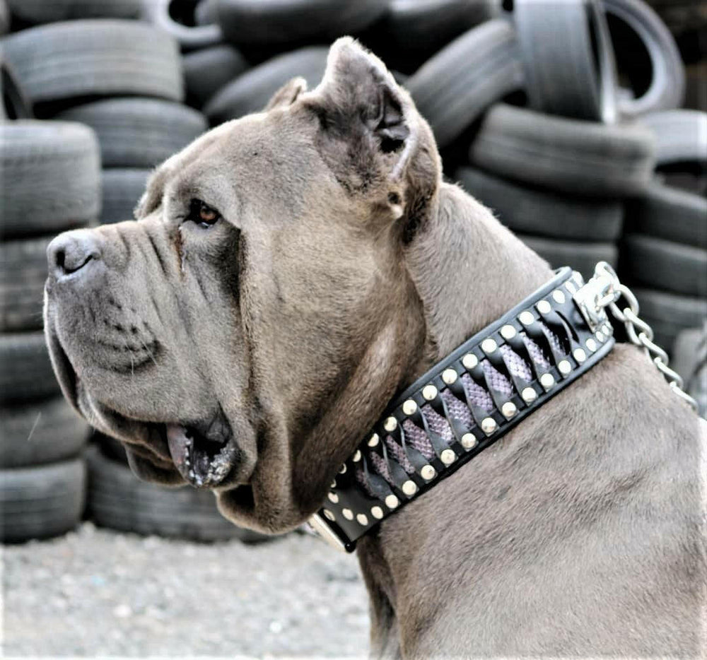 Bestia Steampunk Leather Dog Collar