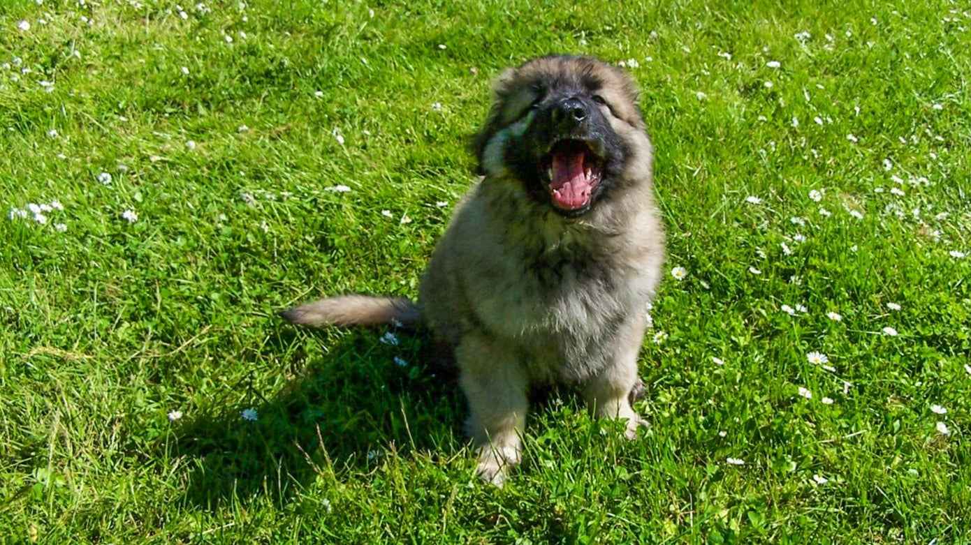Puppy Training Essentials