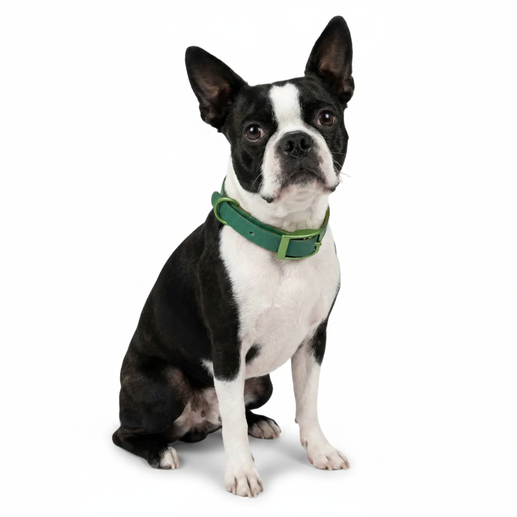 Jelly Collar - Waterproof Collar For Small Dogs (4 colors)