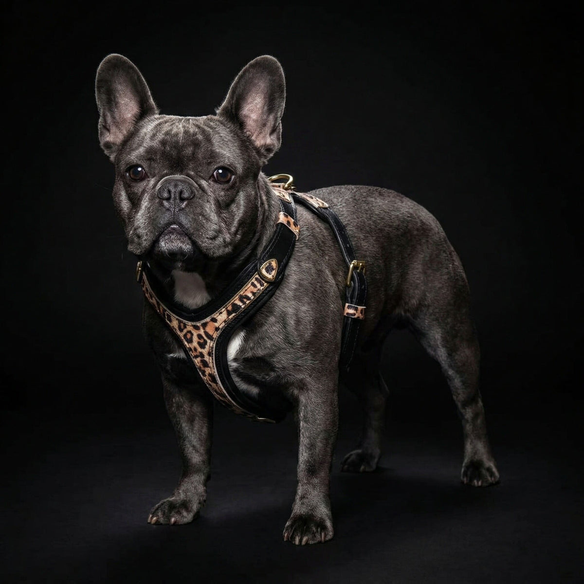 Bestia Leopard Leather Dog Harness – Small–Medium Dogs