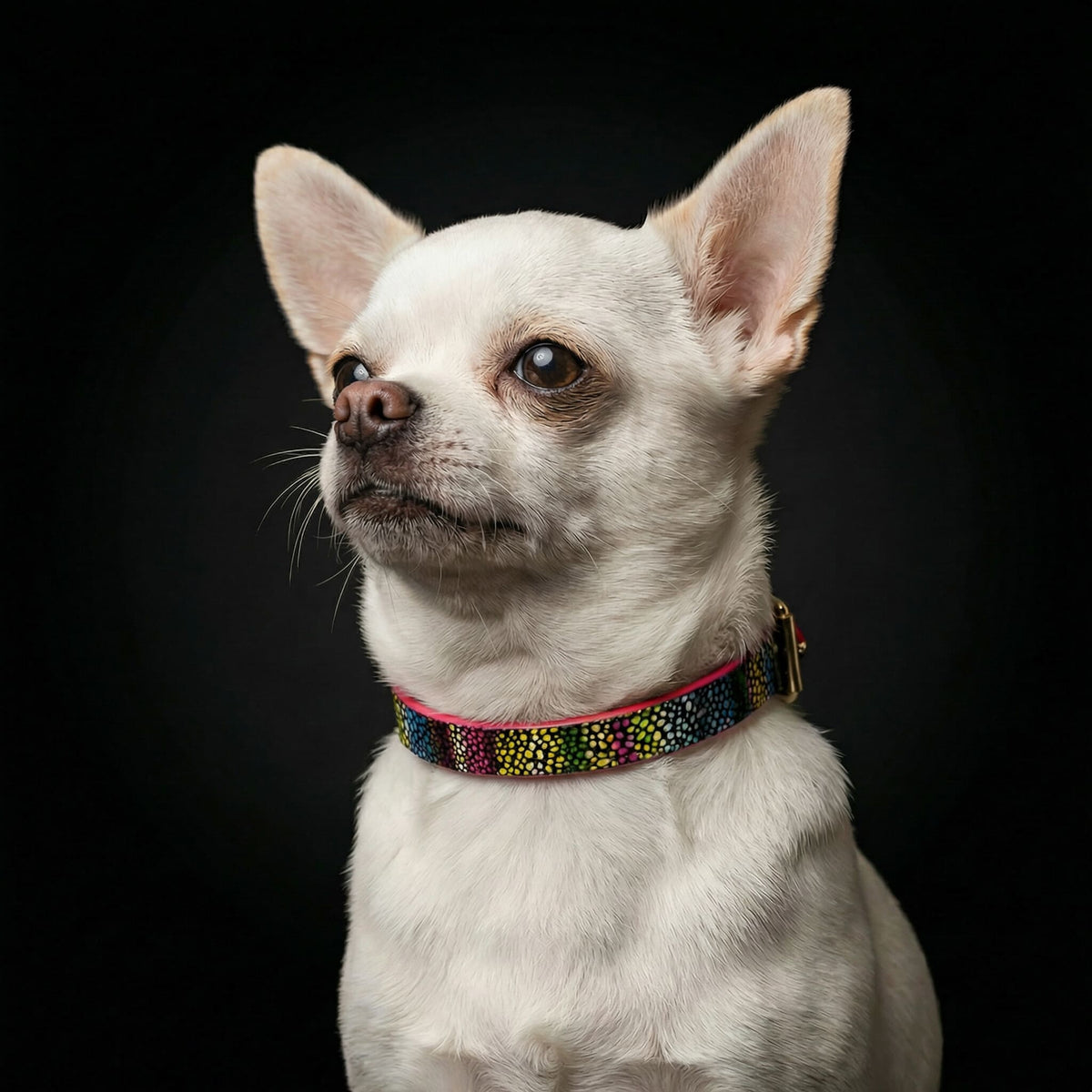 Bestia Moby Leather Puppy Collar