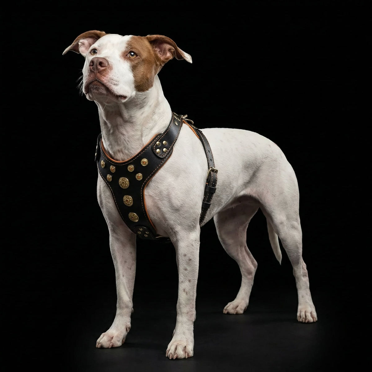 Bestia Bijou Leather Dog Harness – Black & Orange, Large Breeds