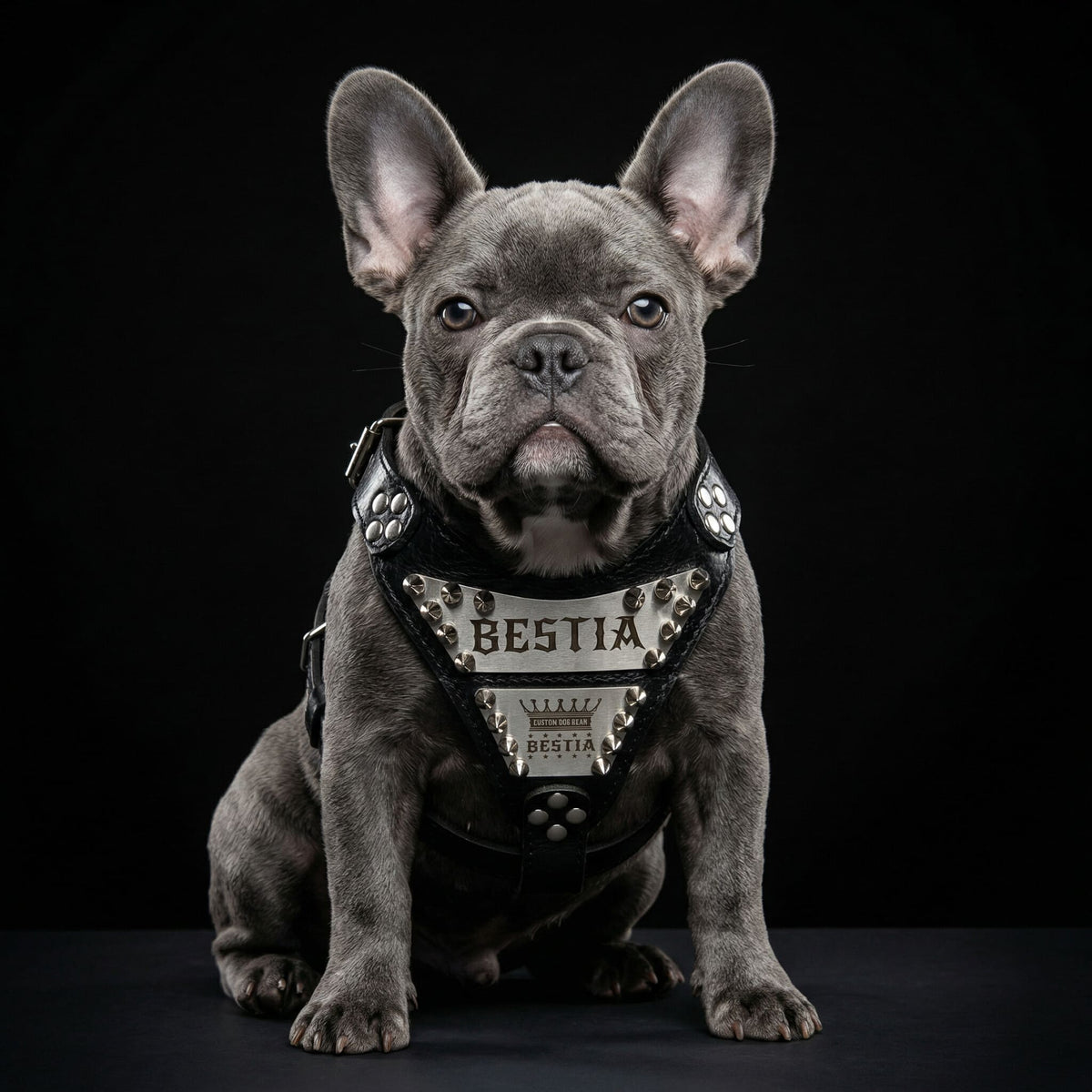 The "Metal" harness small to medium size - Personalized