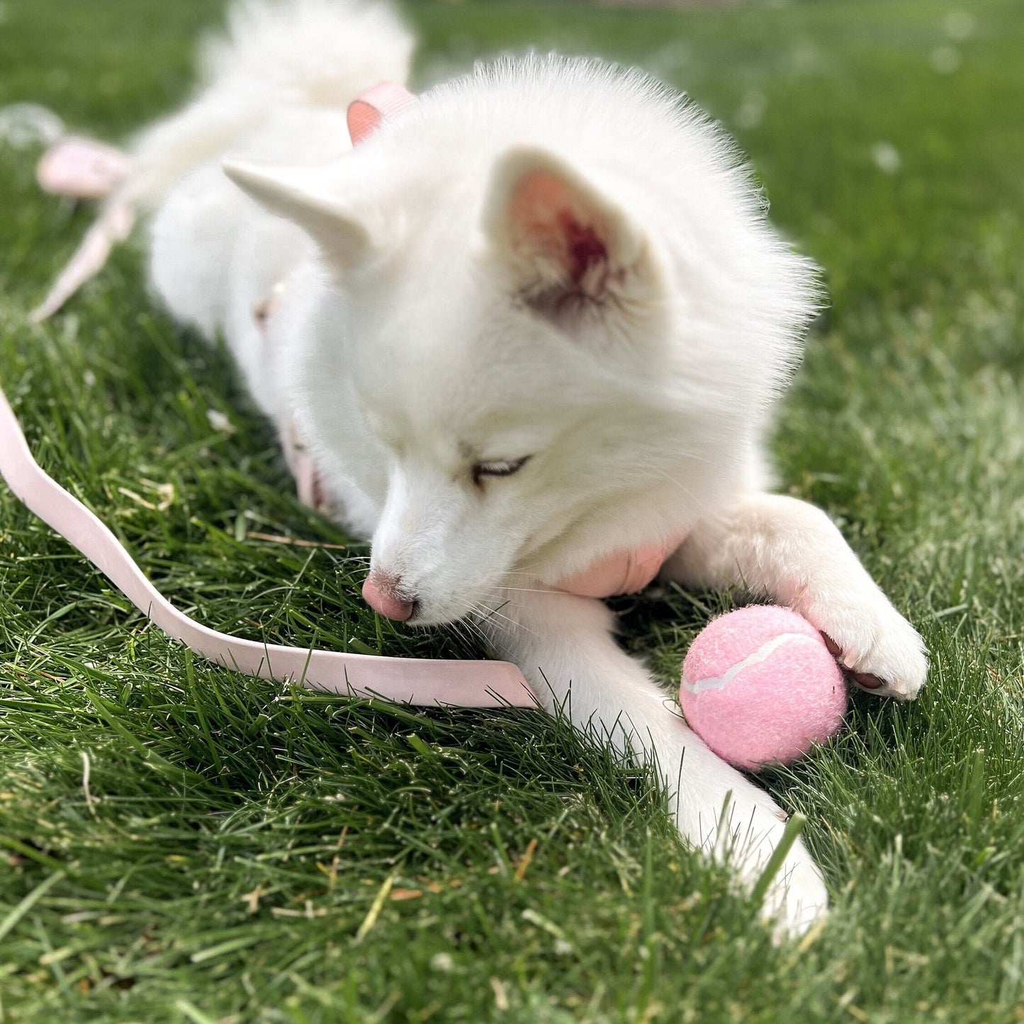 Classic Tennis Ball - Rose Elise Galleria