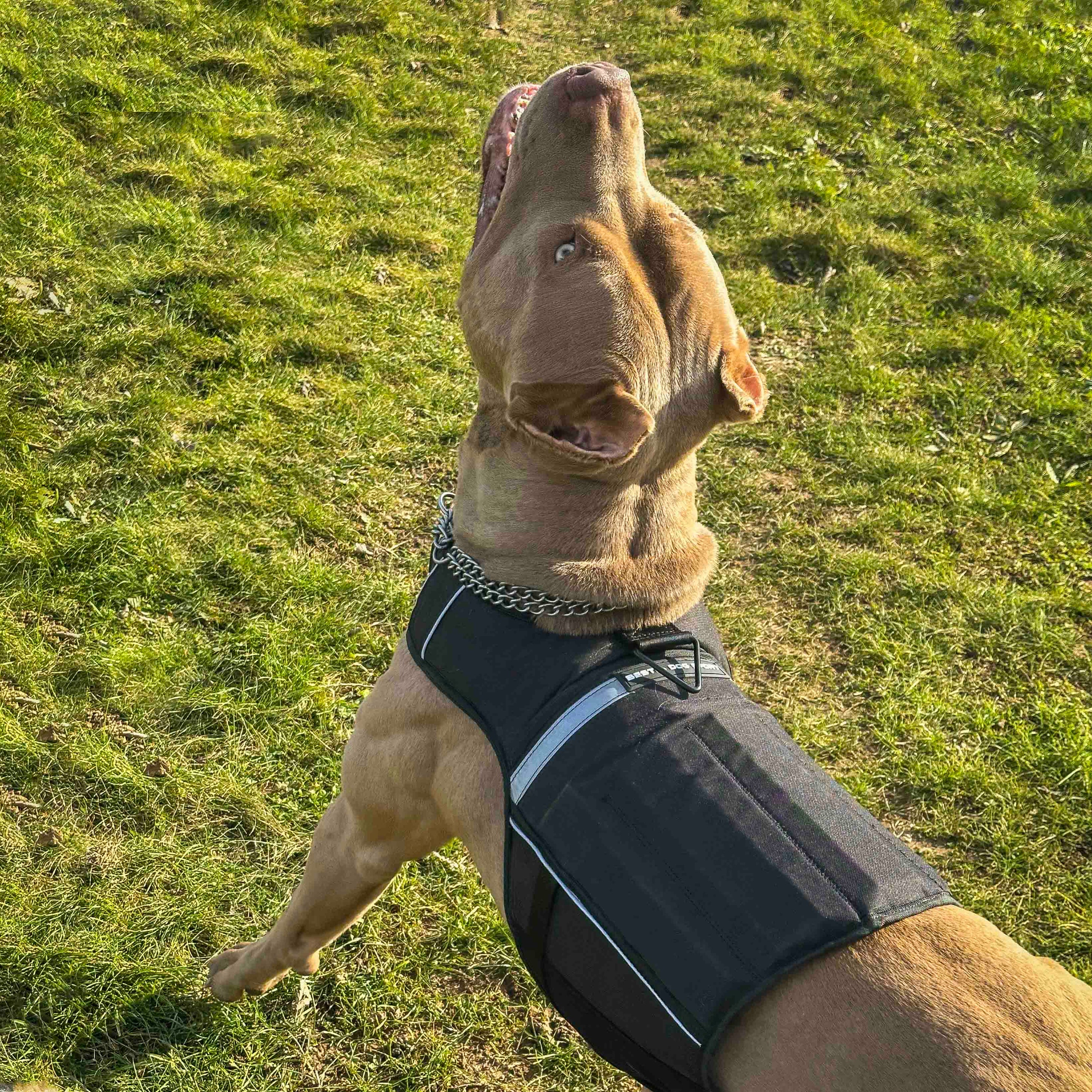 Bestia Dog Sport Weighted Harness