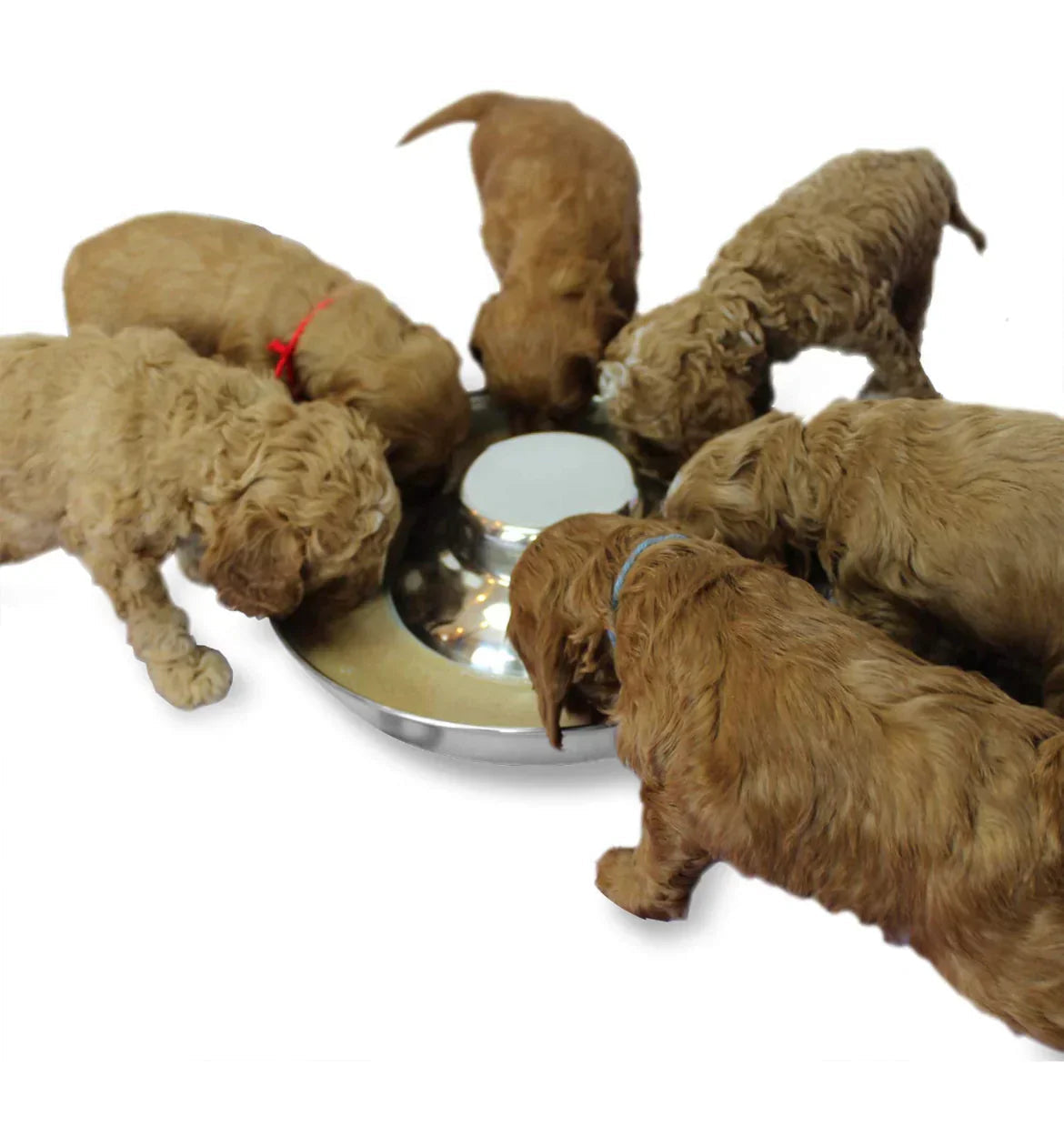 Stainless steel Weaning puppy food bowls Horizon Animal Care