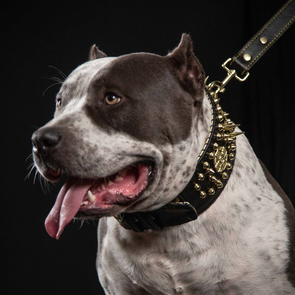 Bestia Imperium 3.15" Hand-Stitched Leather Show Collar
