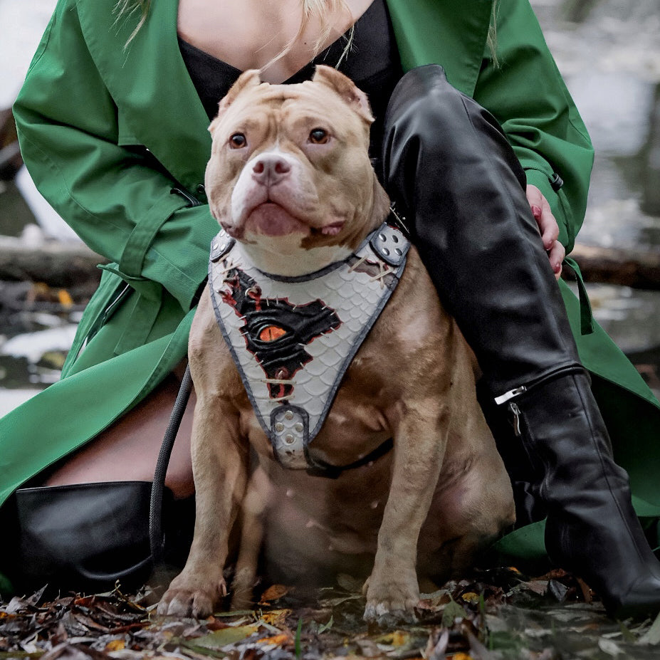 Bestia Dragon's Eye Leather Dog Harness – Limited Edition