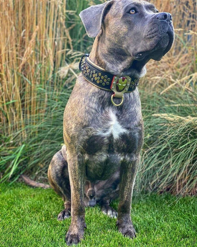Bestia Irondog Leather Dog Collar