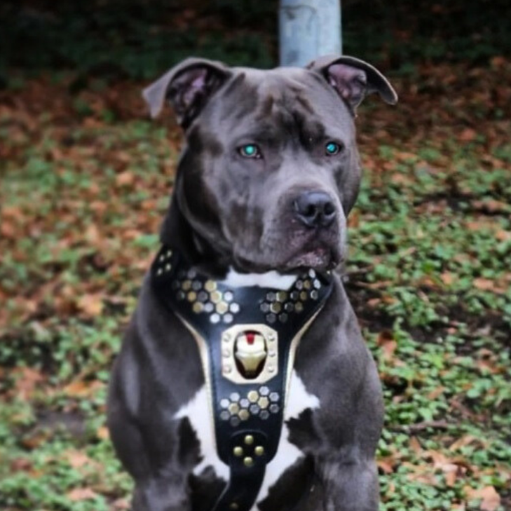 Bestia Irondog Leather Dog Harness