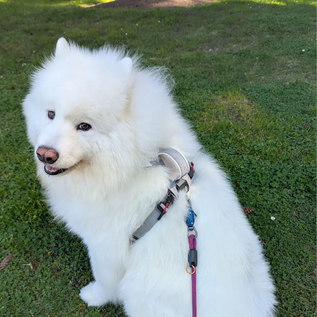 Magnetic Dog Harness - One-Hand Clip, No-Pull Design Up Dog Shop