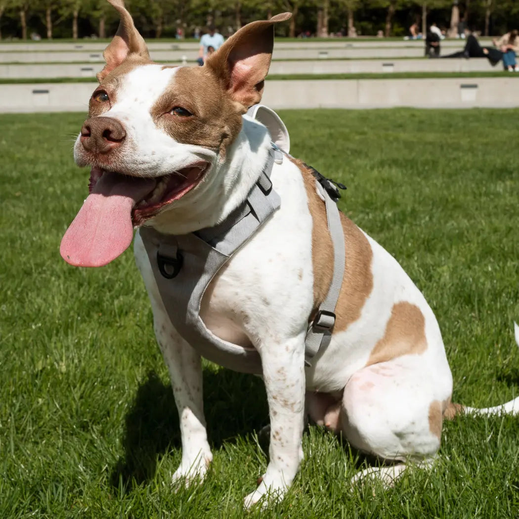 Magnetic Dog Harness - One-Hand Clip, No-Pull Design Up Dog Shop