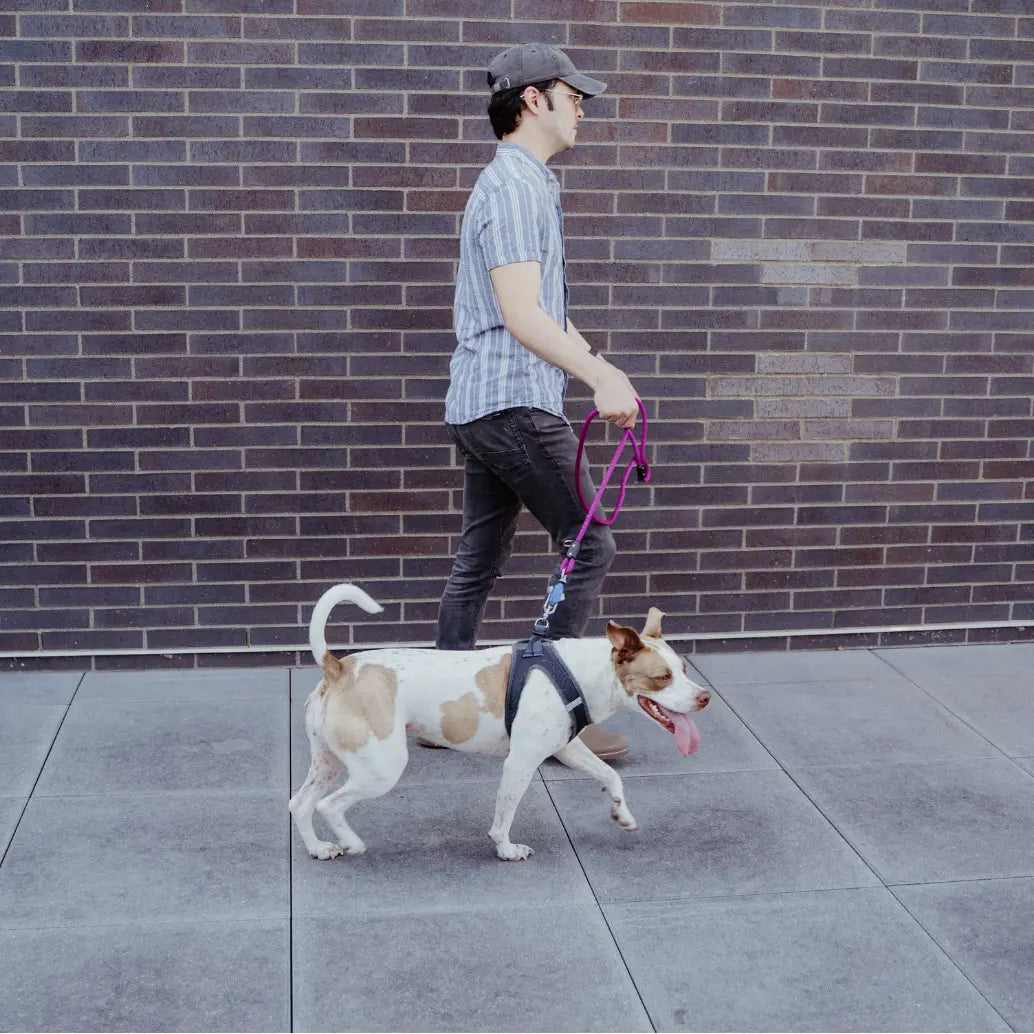 Patented Magnetic Dog Leash - One-Hand Connect & Release Up Dog Shop