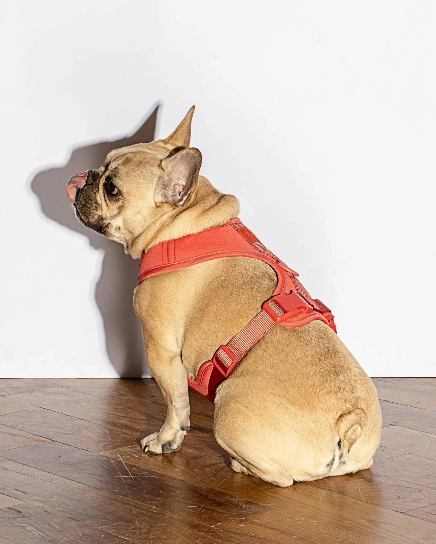 Luxe Harness - Poppy Pawmigo