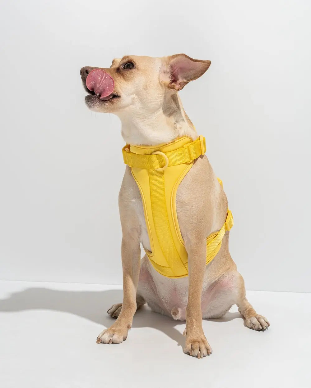 Luxe Harness - Soleil Pawmigo