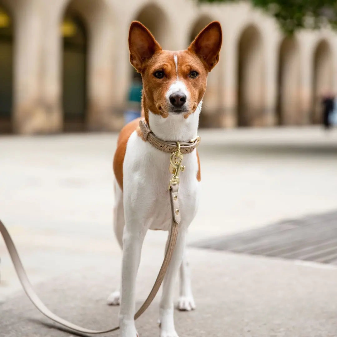 Leash 4ft - Vegan Leather - Milan Nina Woof