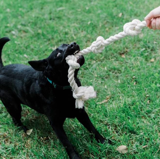Boba & Vespa Natural Dog Toy Bundle in Cotton and Hemp (+ FREE Poop Bag Holder)