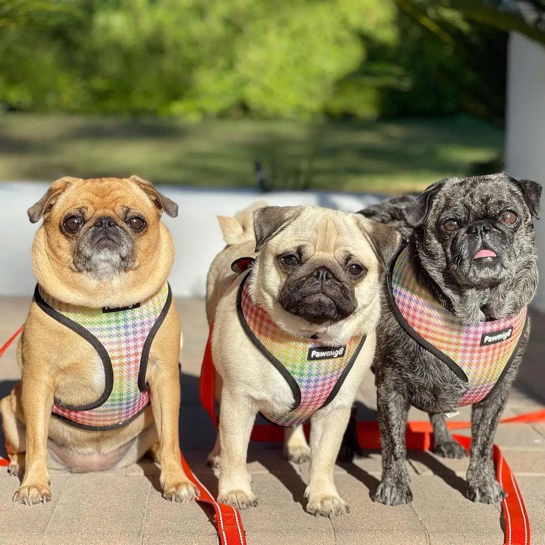 Frootie Patootie Reversible Harness Pawmigo