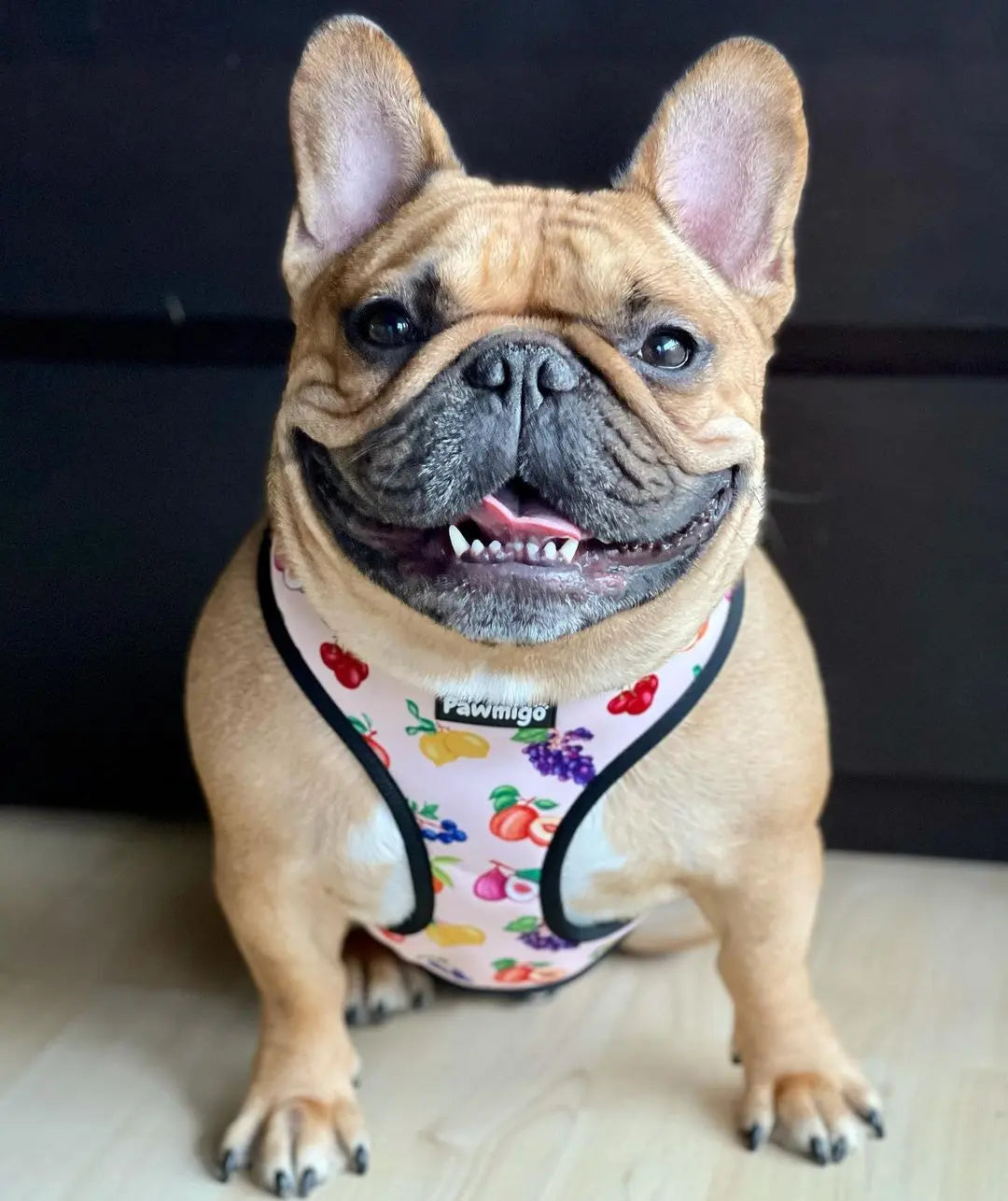 Frootie Patootie Reversible Harness Pawmigo