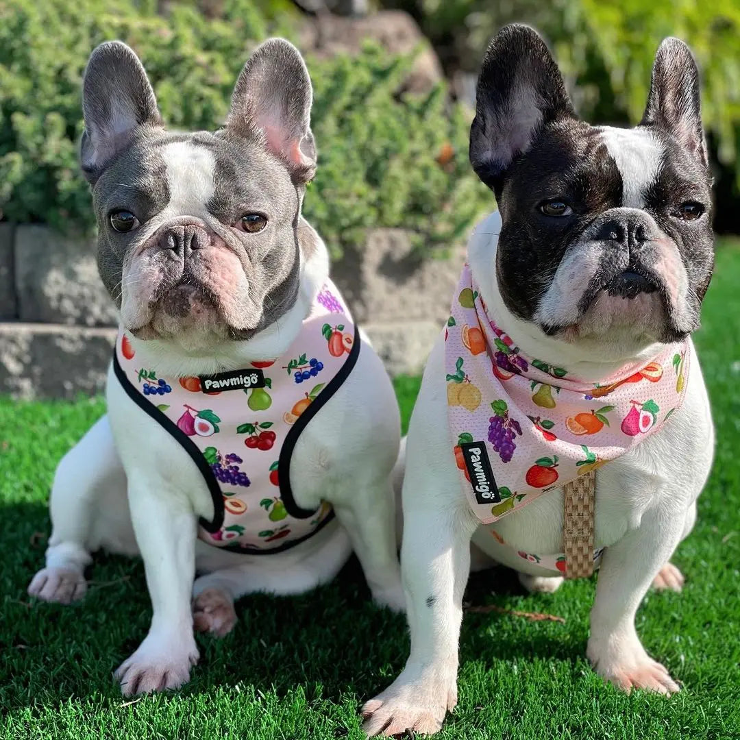 Frootie Patootie Reversible Harness Pawmigo