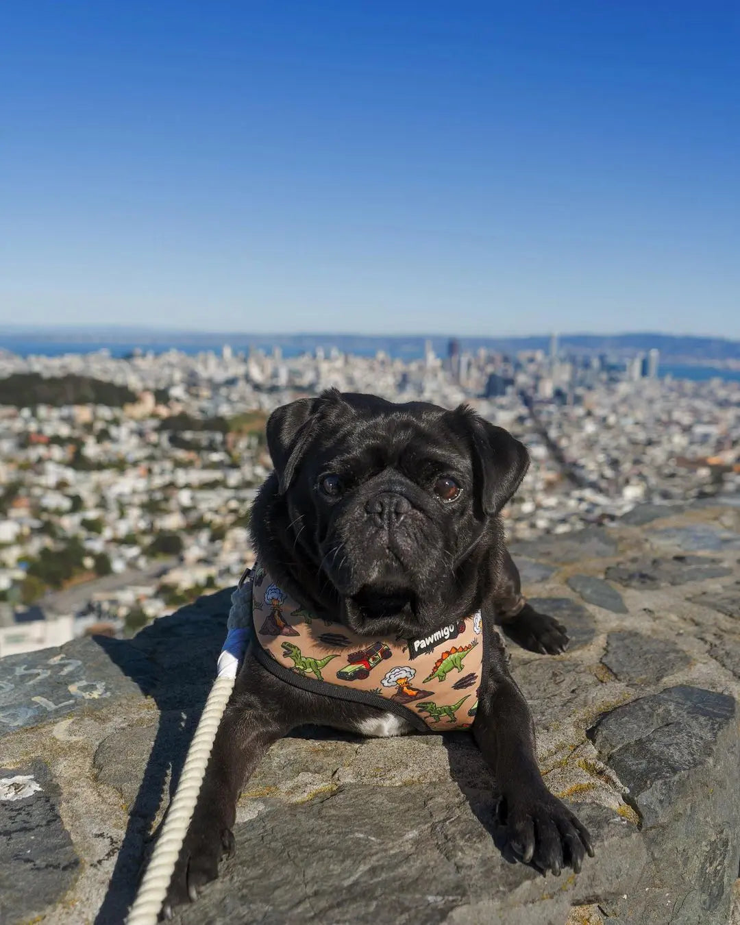 Jurassic Bark Reversible Harness Pawmigo