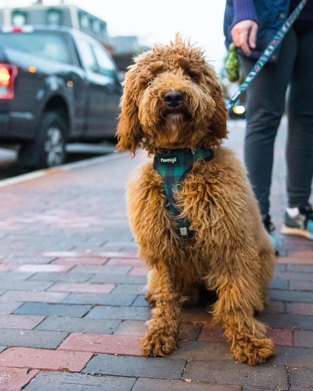 Lumbersnack Reversible Harness Pawmigo