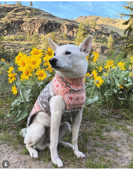 Peach Fairisle Dog Sweater