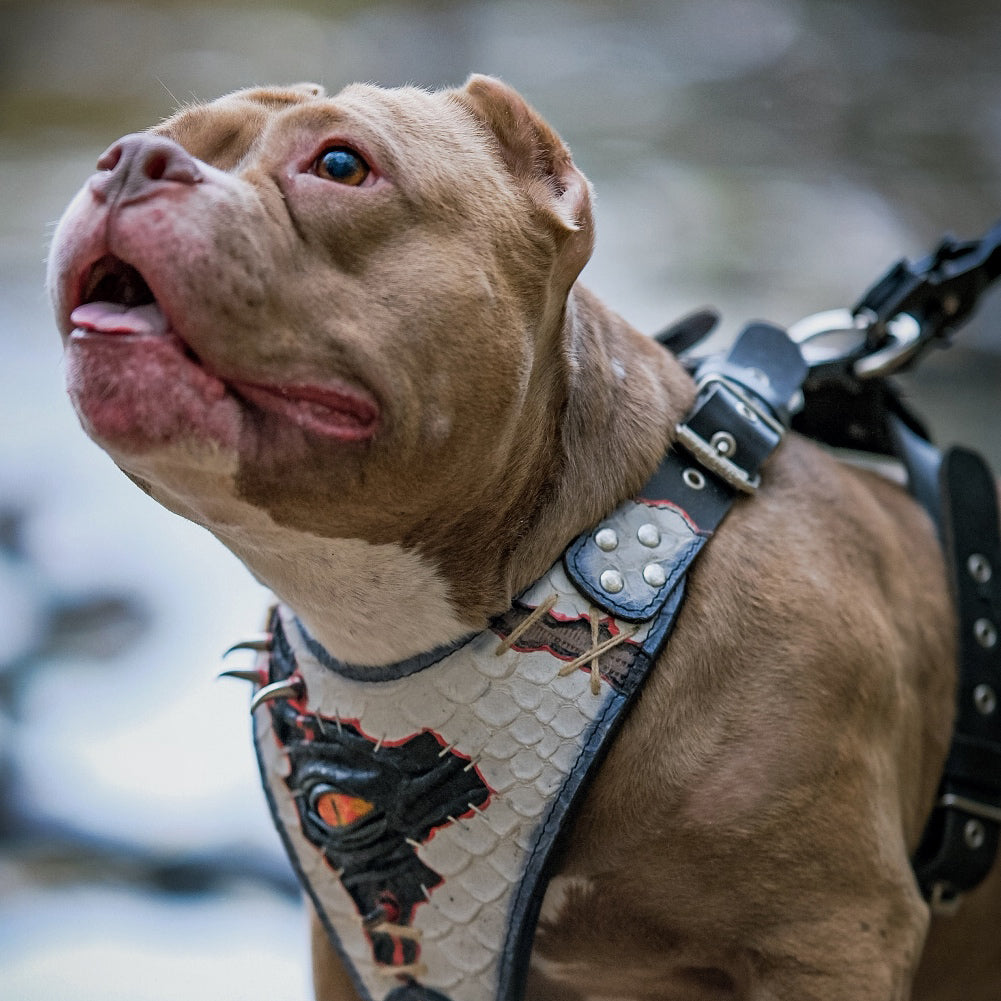 Bestia Dragon's Eye Leather Dog Harness – Limited Edition