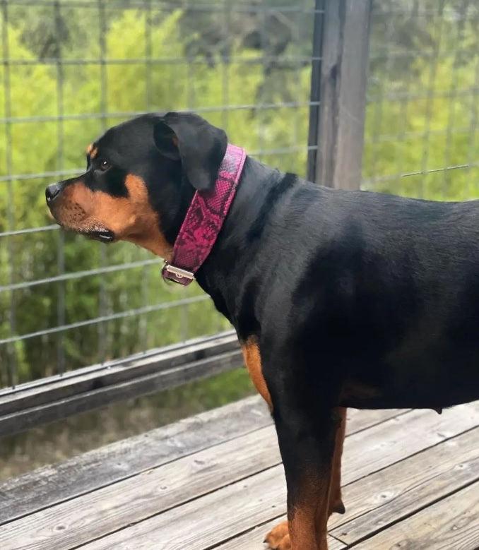 Bestia Rock Python Leather Dog Collar – Pink