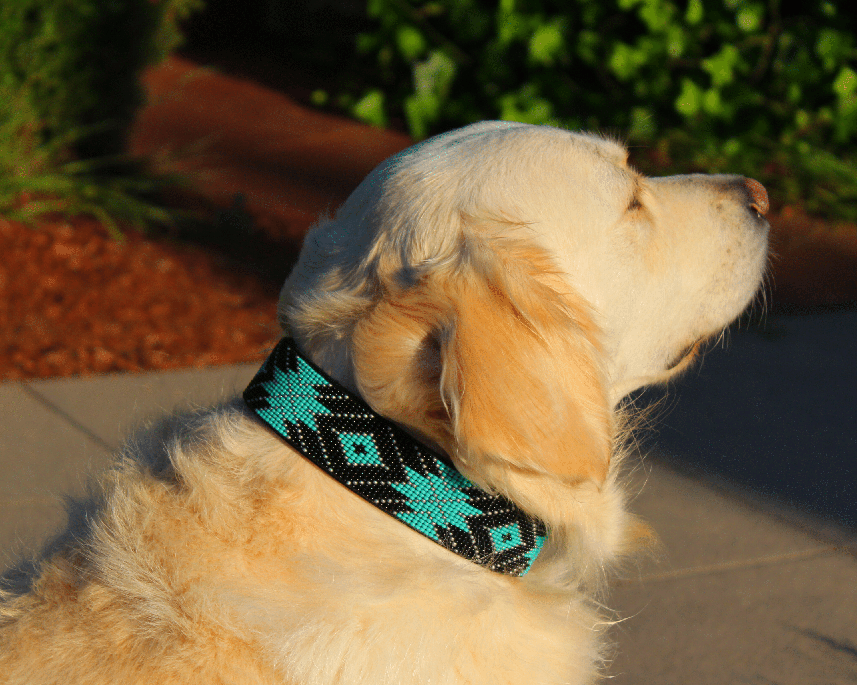 Saint Barth Sambboho dog collar (Deluxe Edition)