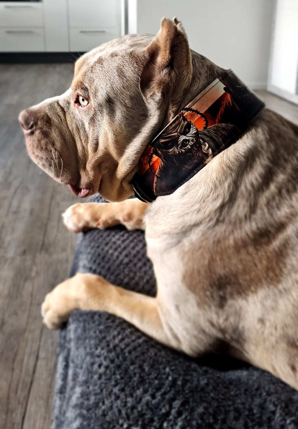 Bestia Scare Leather Dog Collar – Limited Edition