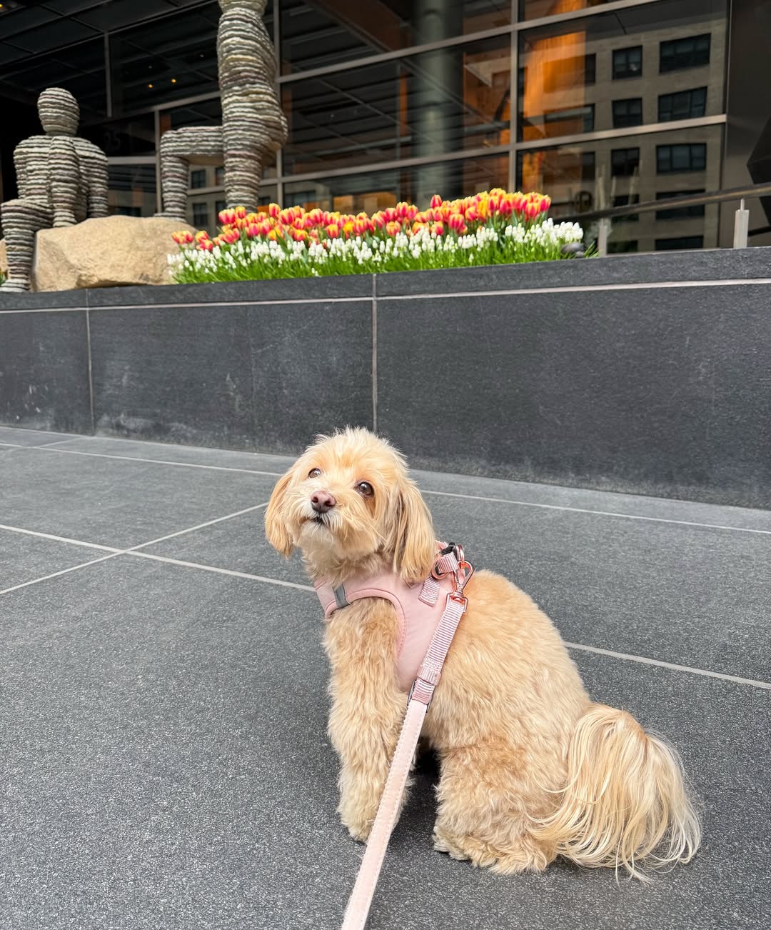 City Dog Leash - Blush Dogistry™