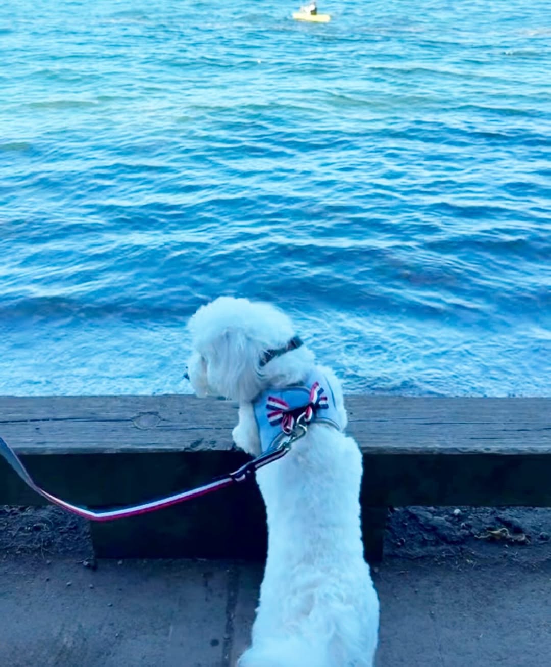 City Dog Leash - Champion Gray Dogistry™