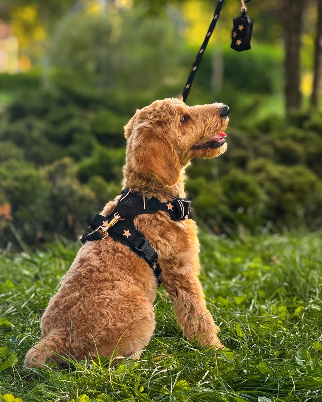 The NoMad Adjustable Luxe Harness - Rockstar Dogistry™