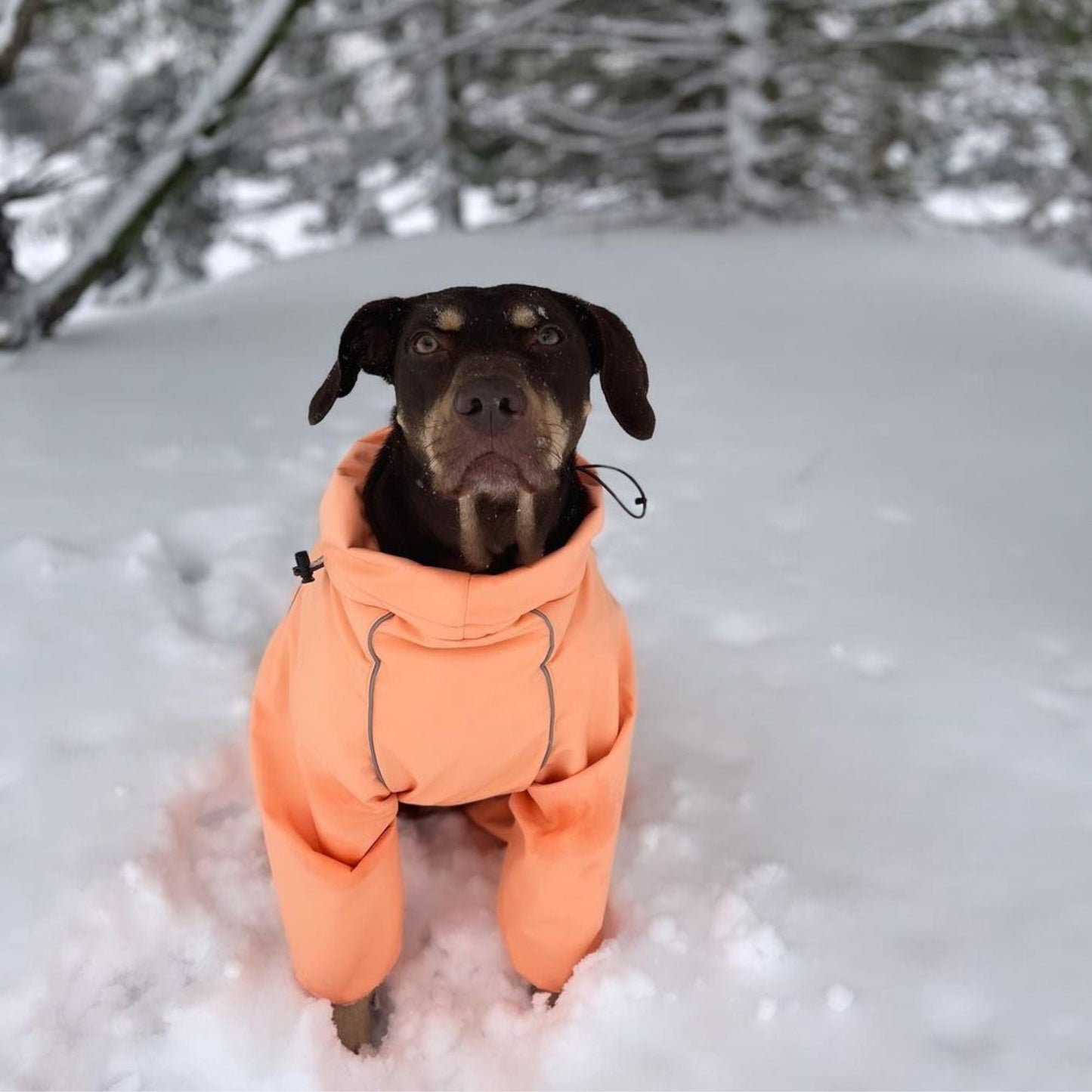 Snow Warrior Suit WOOFESSENTIAL