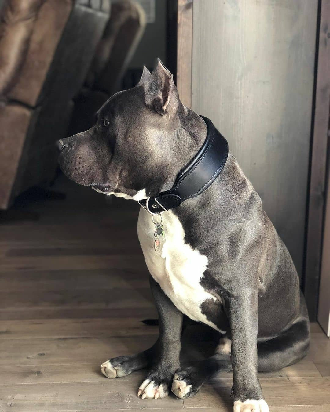 Bestia Stylish 2" Leather Dog Collar