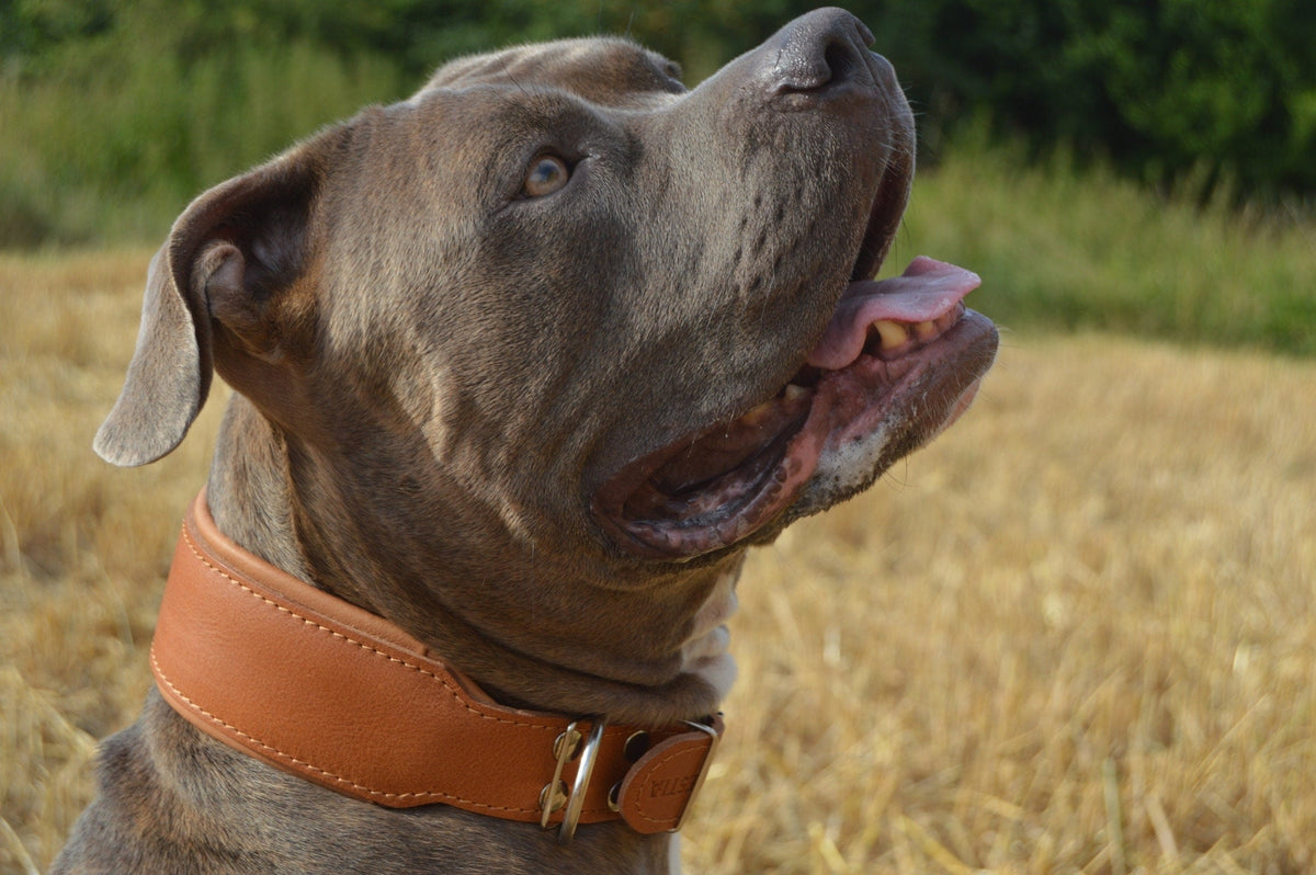 Bestia Stylish 2" Leather Dog Collar