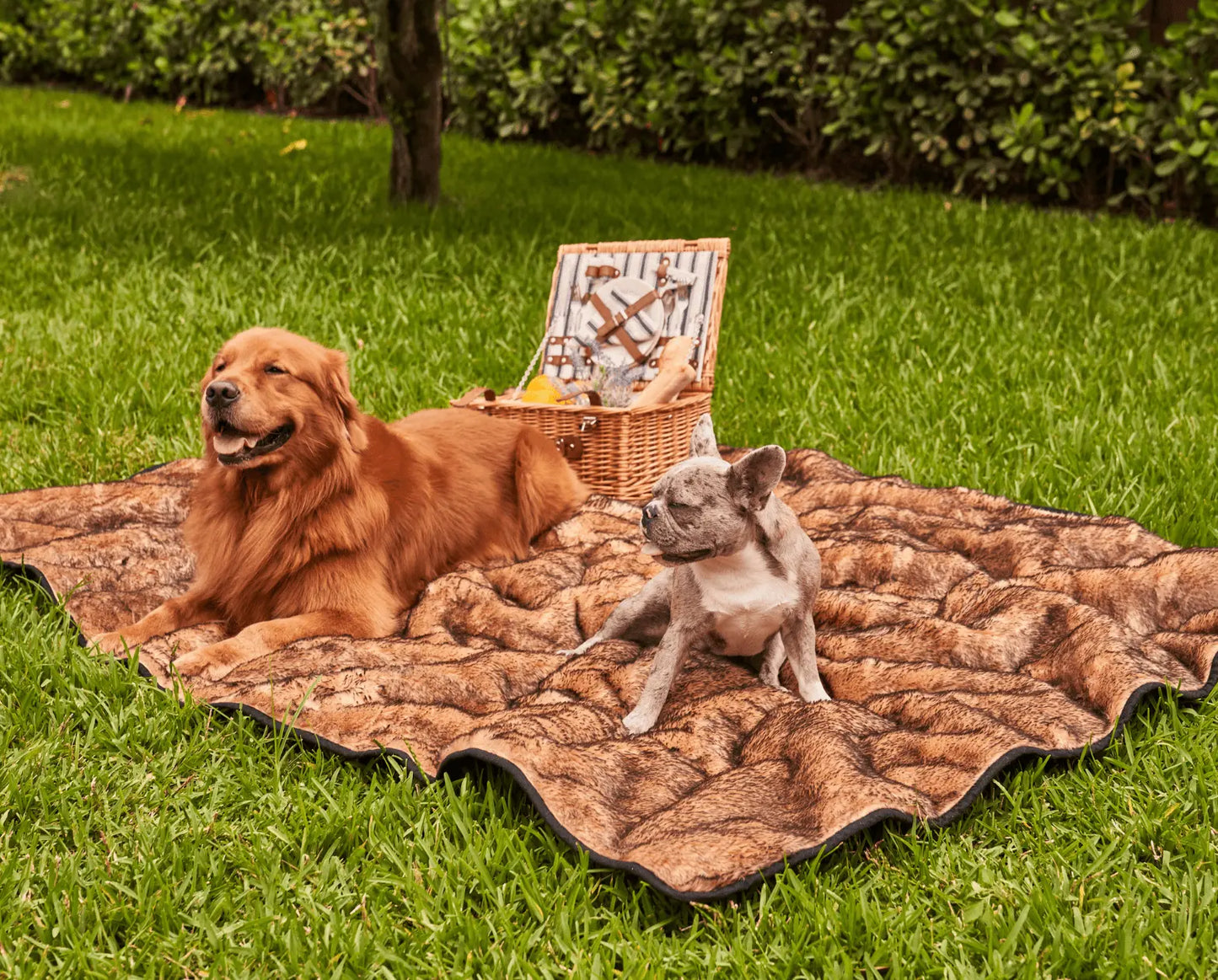 PupProtector™ Summer Short Fur Waterproof Throw Blanket - Sable Tan Paw.com