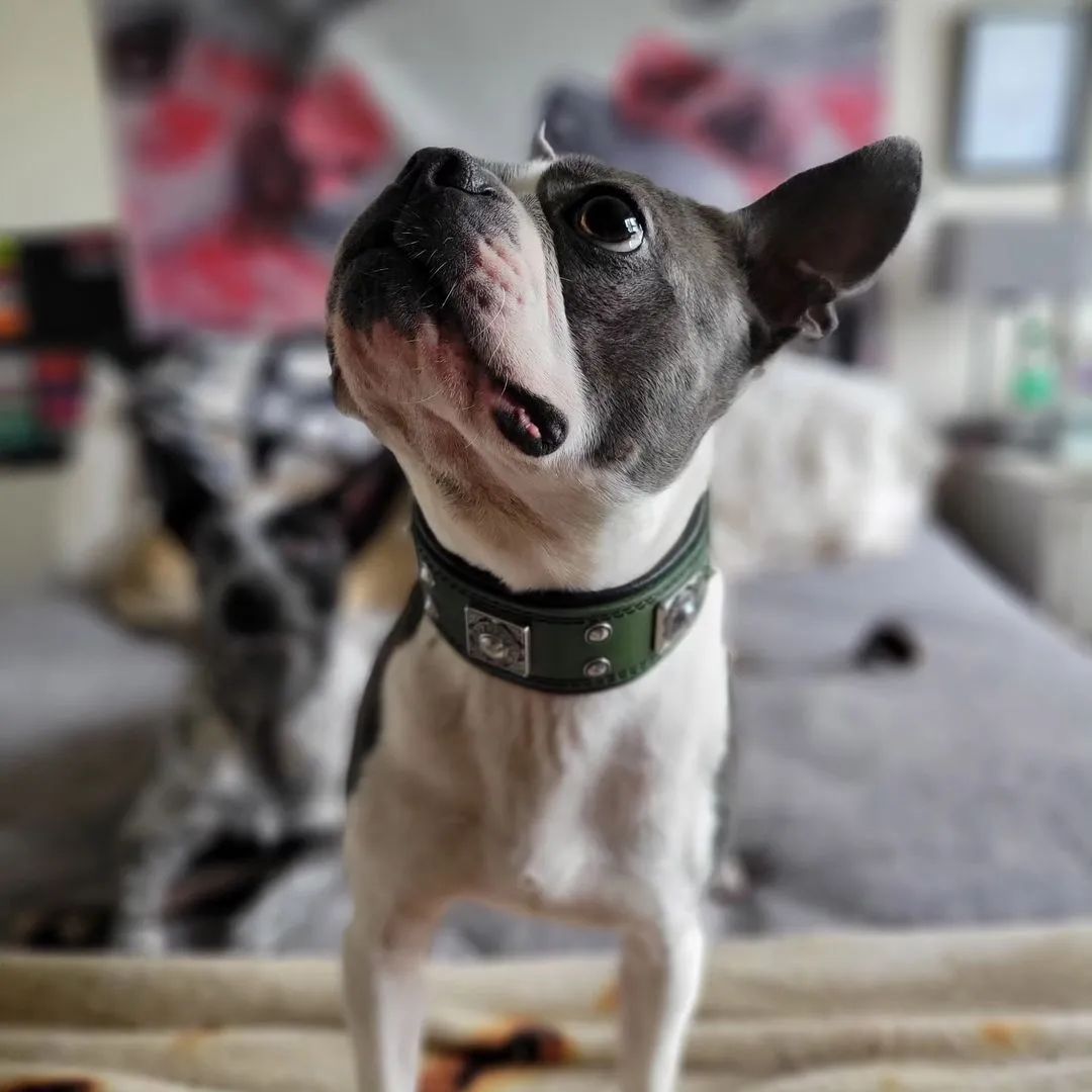 Bestia Eros 2" Leather Dog Collar – Green