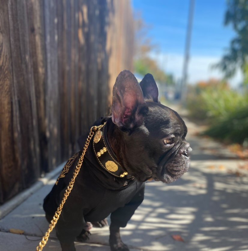Bestia Maximus 2" Leather Dog Collar – Gold