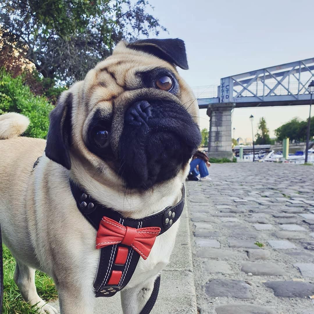 Bestia Bowtie Leather Dog Harness – Black, Small–Medium Dogs