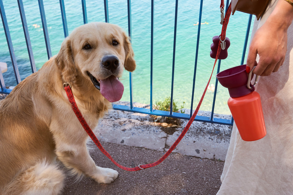 Waterproof Dog Leash - 5ft