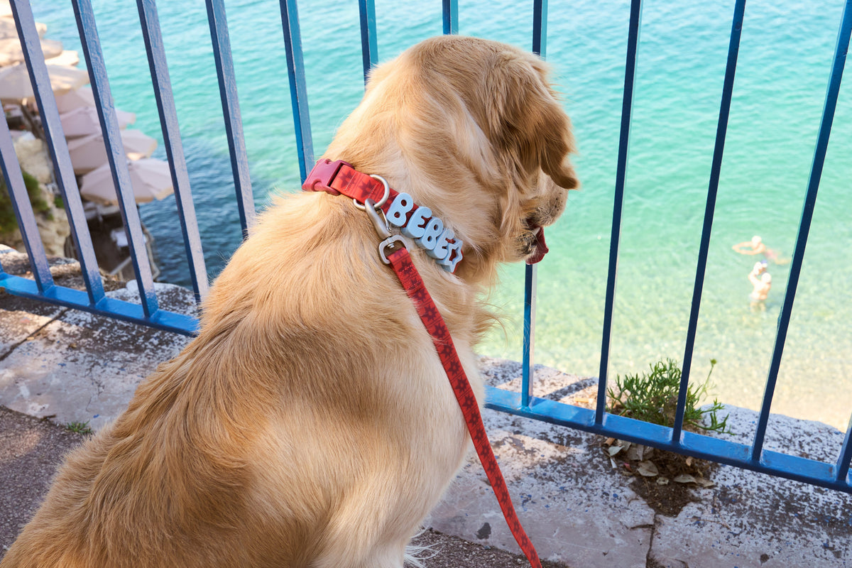 Waterproof Dog Collar