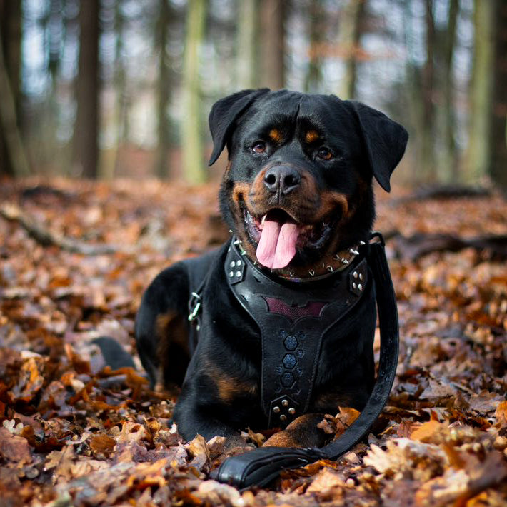 Bestia Batdog Leather Dog Harness