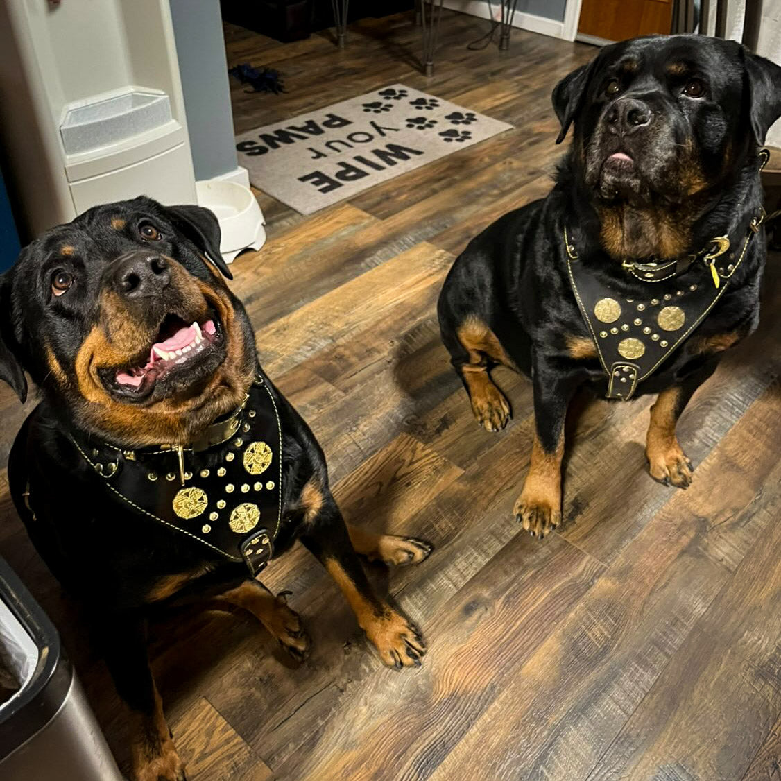 Bestia Maximus Leather Harness, Collar & Leash Set – Black, Brass Rivets, Large Breeds