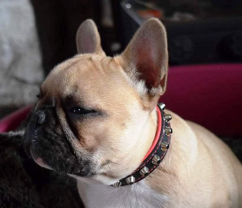 Bestia Rock Leather Dog Collar