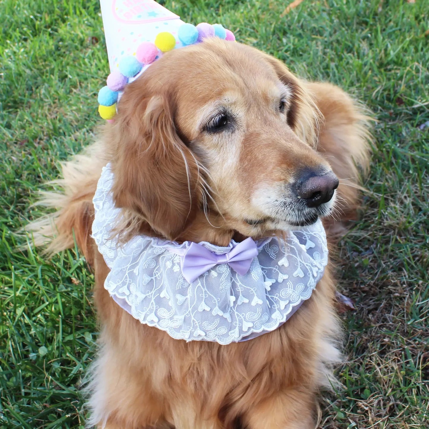 Your Grace Lace Bandana WOOFESSENTIAL